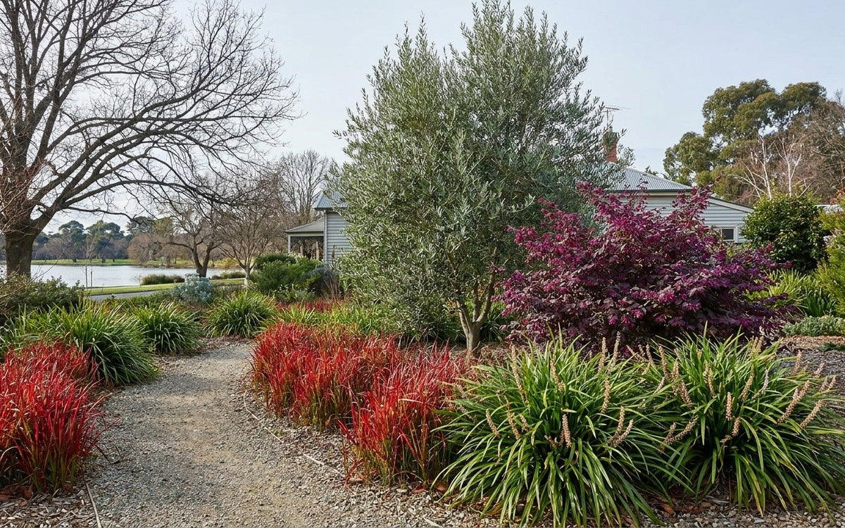 A Ballarat garden with blood grass, liriope, a loropetalum and an upright olive