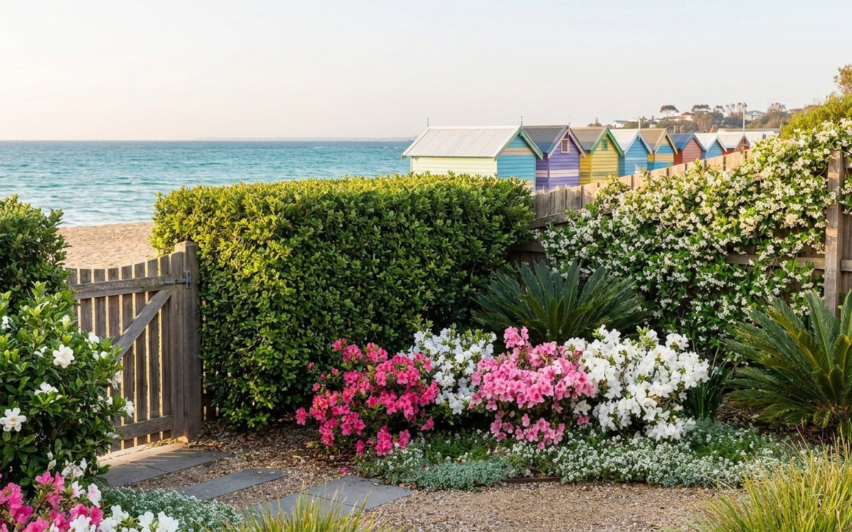 A bayside Melbourne garden with a lilly pilly hedge, azaleas and a gardenia