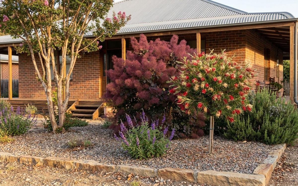 A Bendigo garden with a smoke bush, a grevillea, sage and rosemary