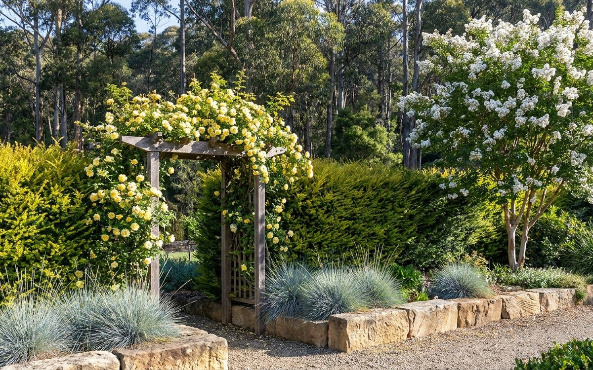 A Blue Mountains garden with a golden conifer hedge, a climbing rose and blue fescue