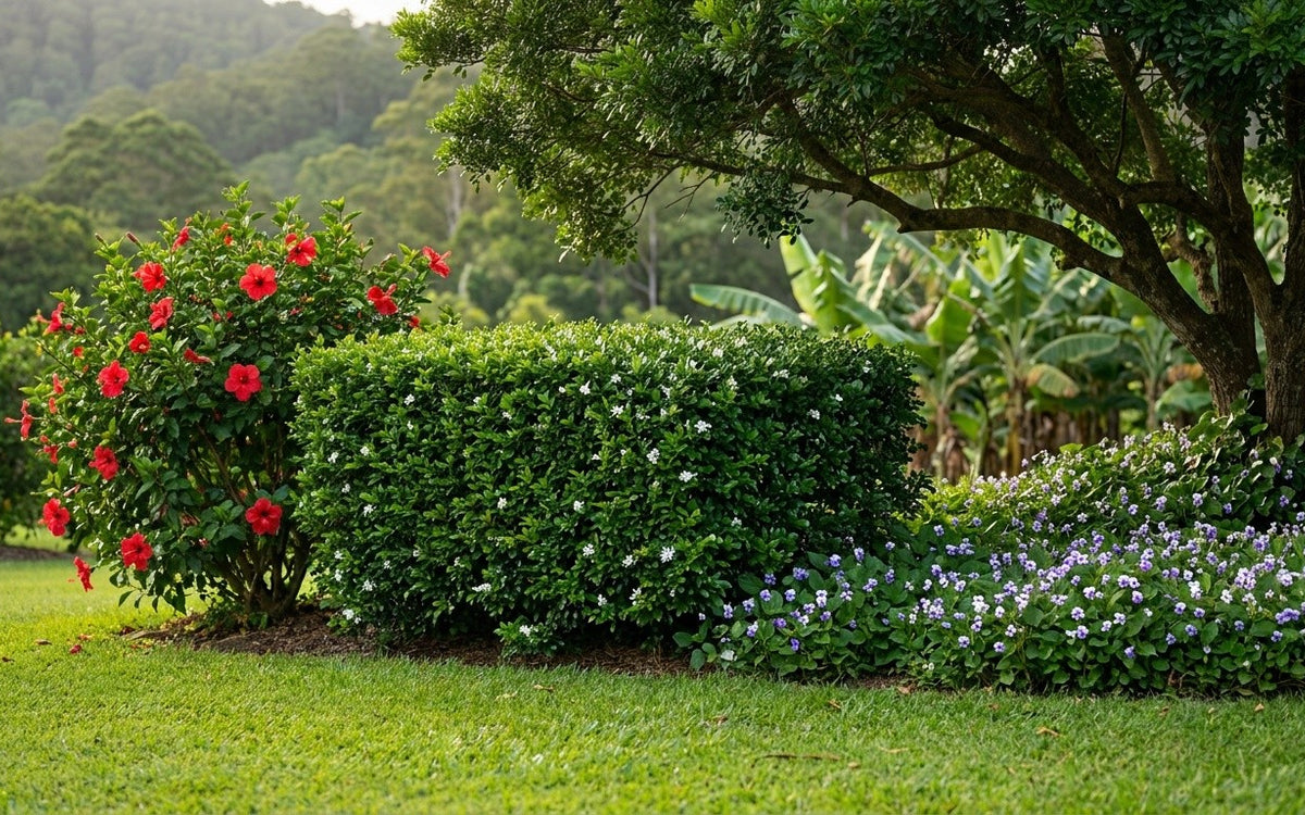 A Coffs Harbour garden with murraya hedging, hibiscus and native violets