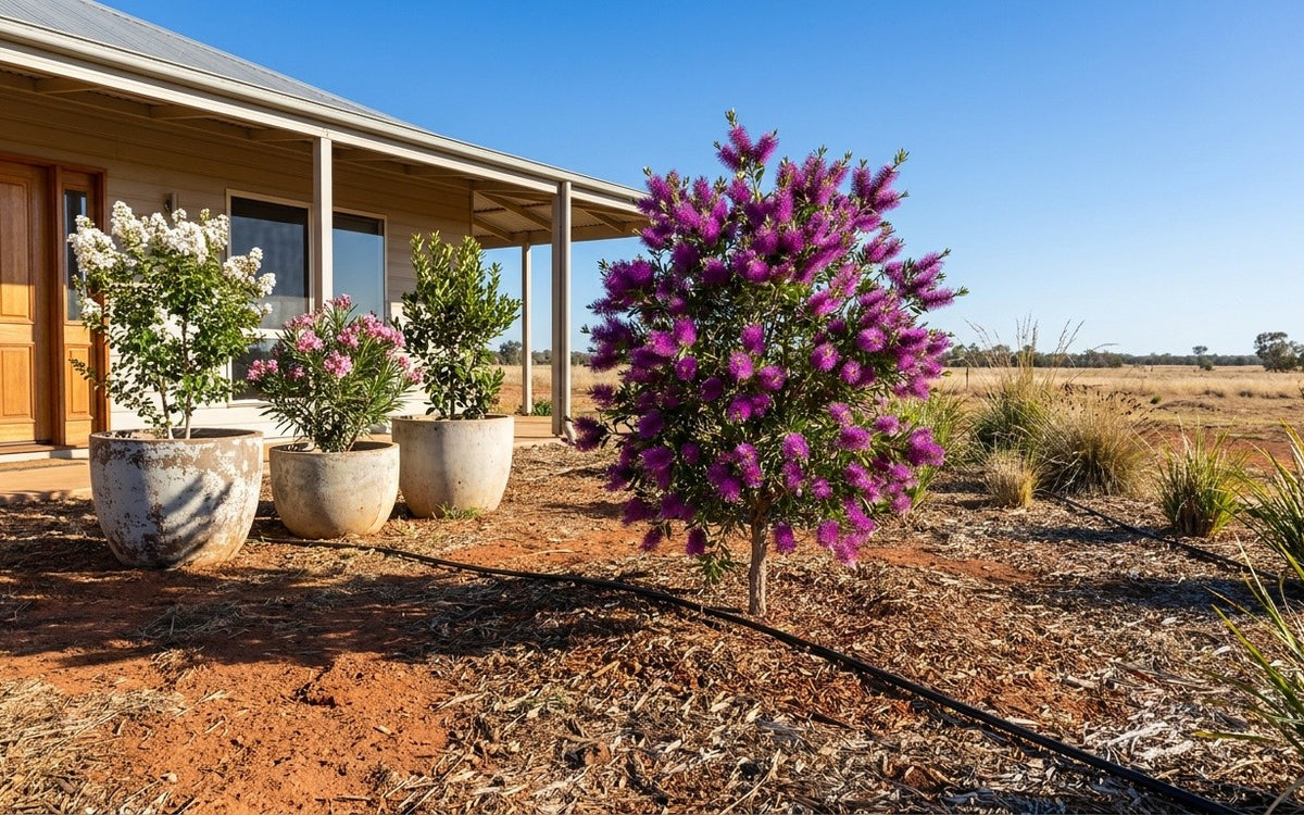 A Dubbo garden with a bottlebrush, a crepe myrtle, oleander and bay laurel