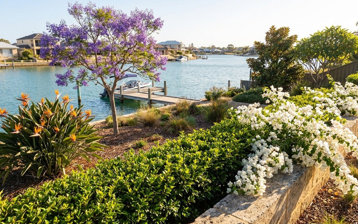 A Mandurah garden with a murraya hedge, bougainvillea and a bird of paradise
