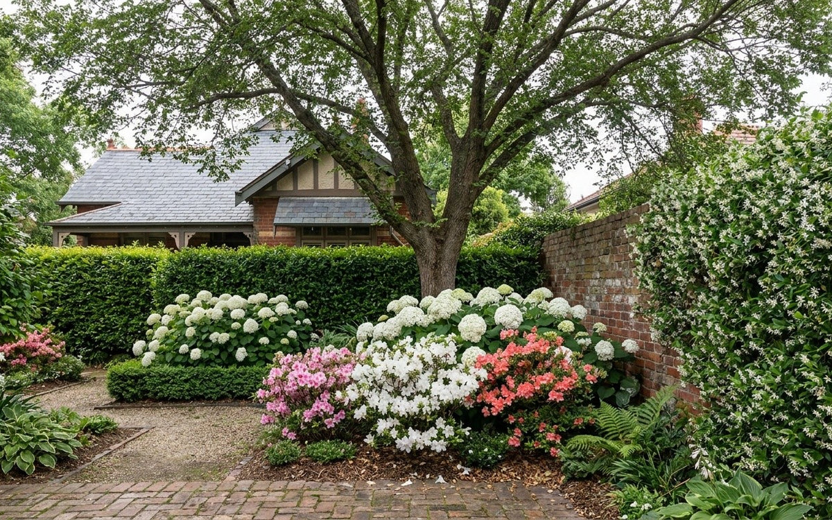 An eastern Melbourne garden with a lilly pilly hedge, hydrangeas and azaleas