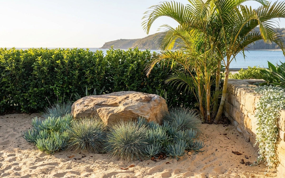A Port Stephens garden with blue fescue, a viburnum hedge and a golden cane palm