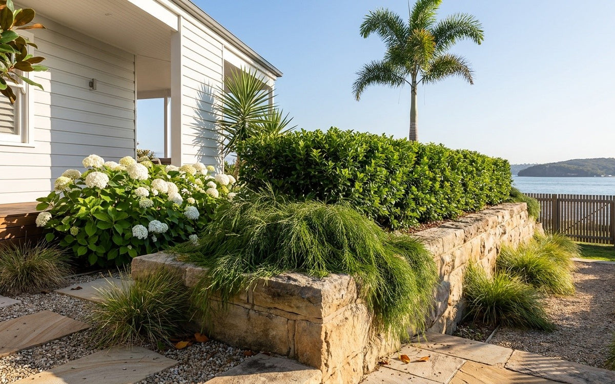 A Sutherland Shire garden with a murraya hedge, Cousin It and a foxtail palm