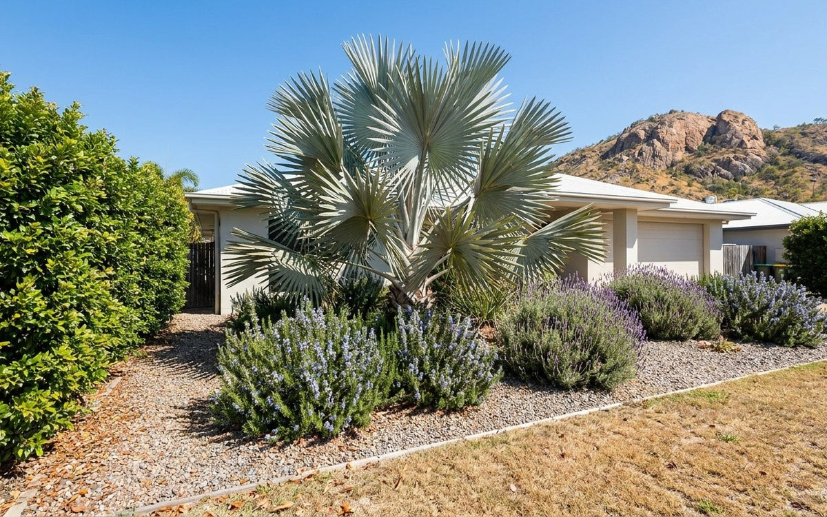 A Townsville garden with a Bismarck palm, lilly pilly and rosemary