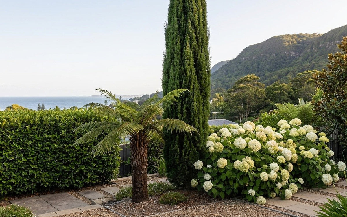 A Wollongong garden with viburnum hedging, cypress, hydrangeas and a tree fern