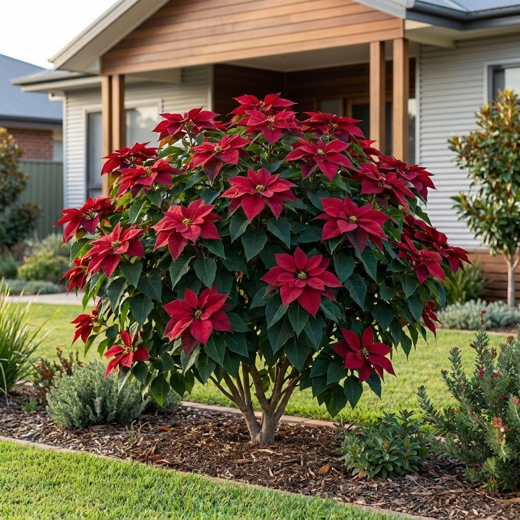 Poinsettia (Euphorbia pulcherrima)