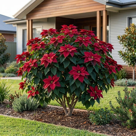 Poinsettia (Euphorbia pulcherrima)