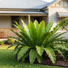 Norfolk Gem Bird's Nest Fern