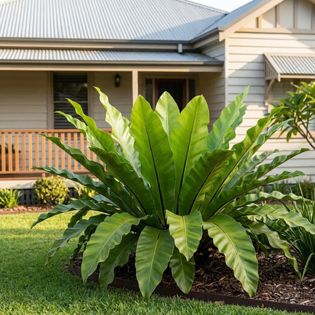 Bird's Nest Fern (Asplenium australasicum)