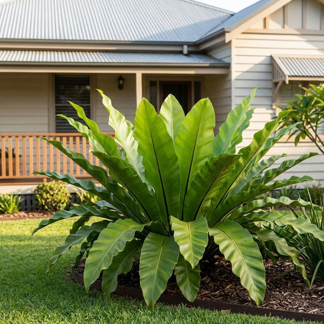 Bird's Nest Fern (Asplenium australasicum)