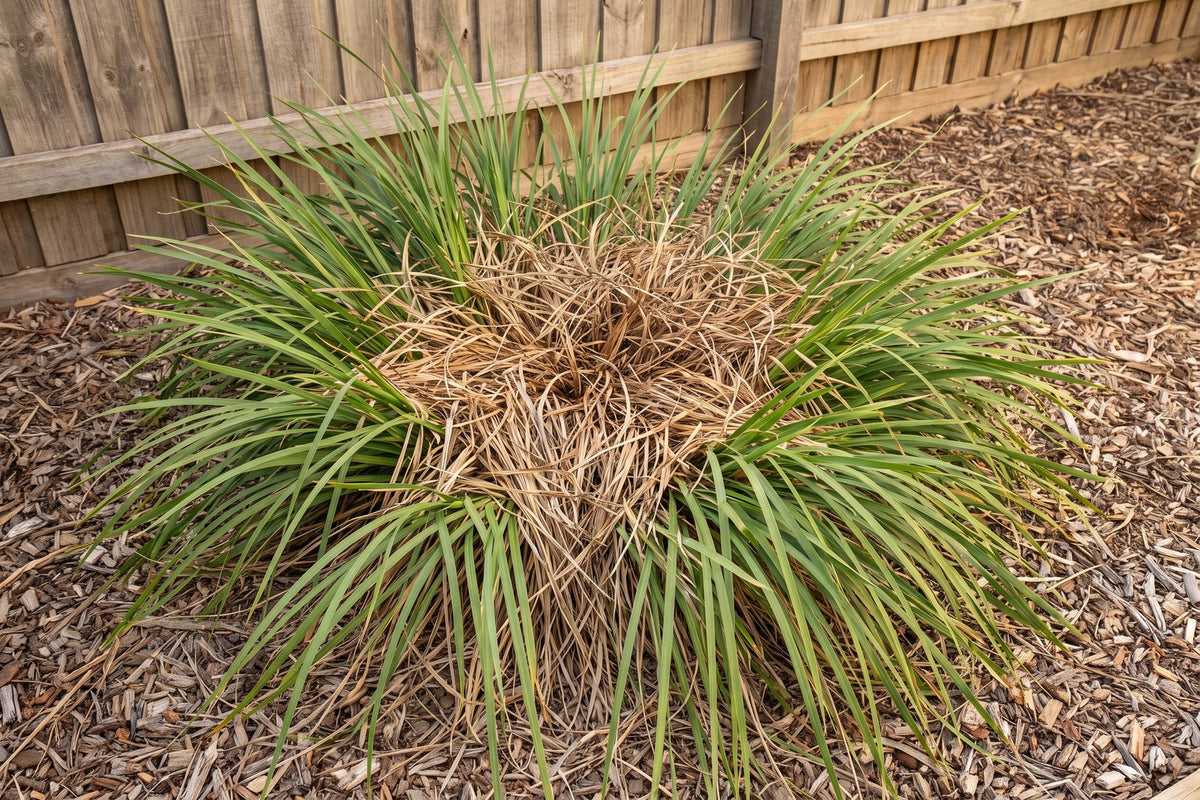 Old lomandra clump with a brown dead centre and healthy green outer leaves