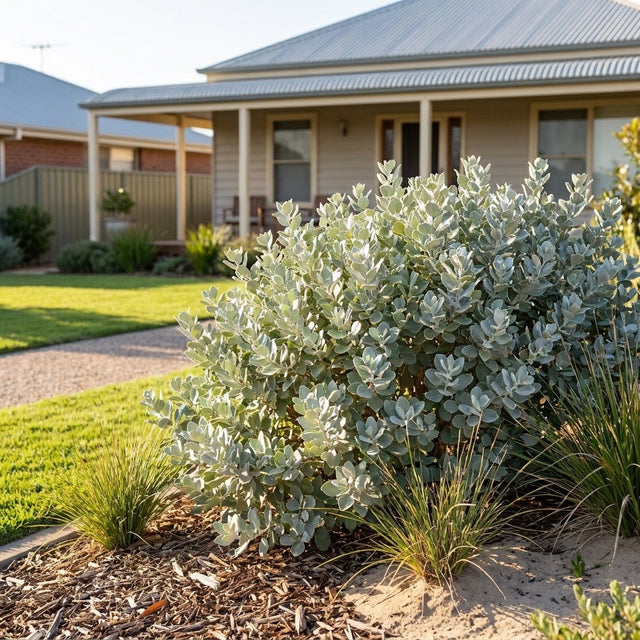 Old Man Saltbush (Atriplex nummularia)