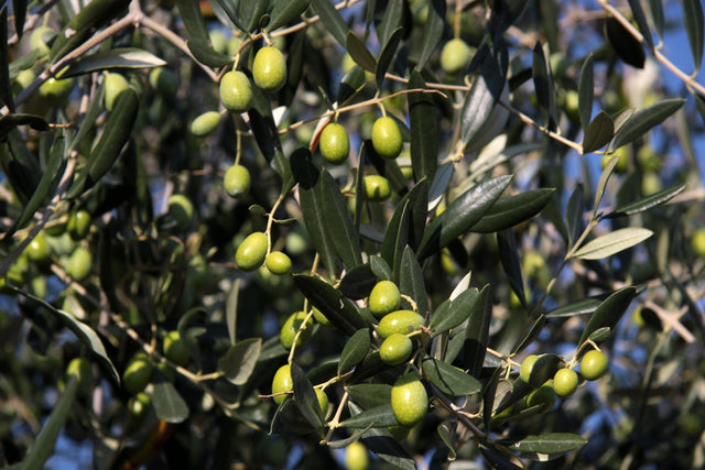 Frantoio Olive Tree - Olea europaea 'Frantoio' - Brisbane Plant Nursery