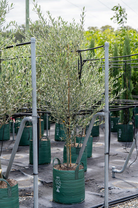 Helena Olive Tree - Olea europaea 'Helena' - Brisbane Plant Nursery