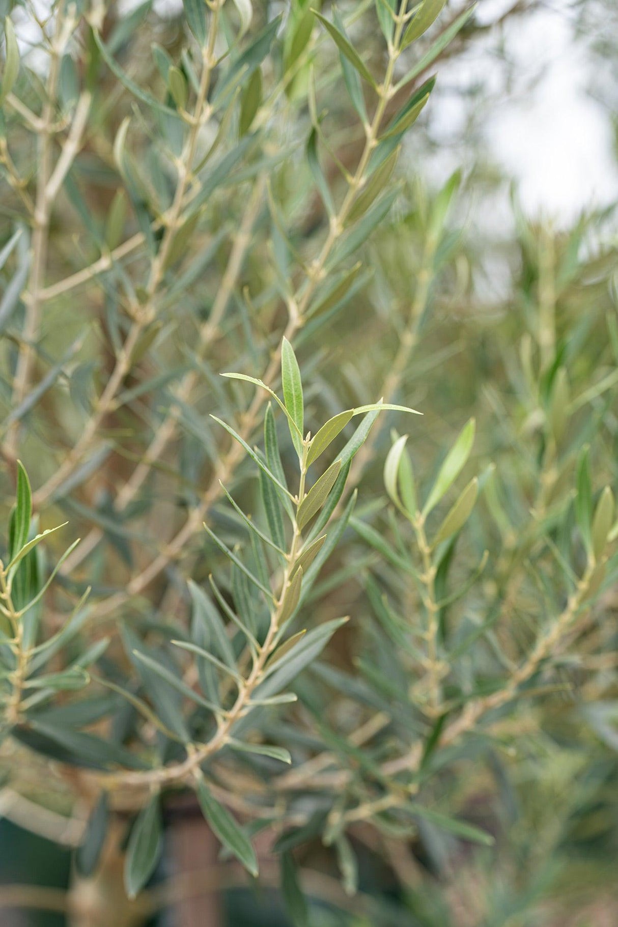 Kalamata Olive Tree - Olea europaea 'Kalamata' - Brisbane Plant Nursery