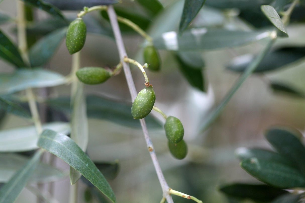 Picual Olive Tree - Olea europaea 'Picual' - Brisbane Plant Nursery