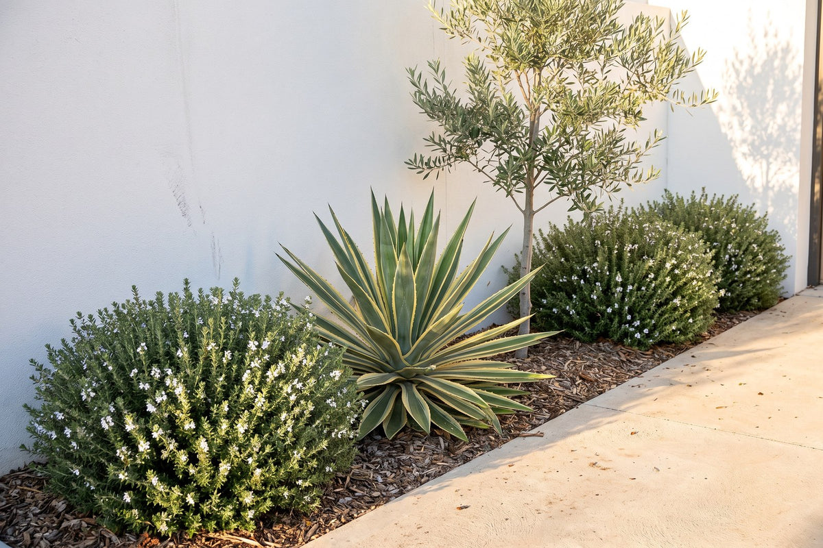 Olive tree, variegated agave and Jervis Gem westringia growing against a hot west-facing wall