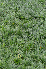 Dwarf Mondo Grass - Ophiopogon japonicus 'Nana' - Brisbane Plant Nursery