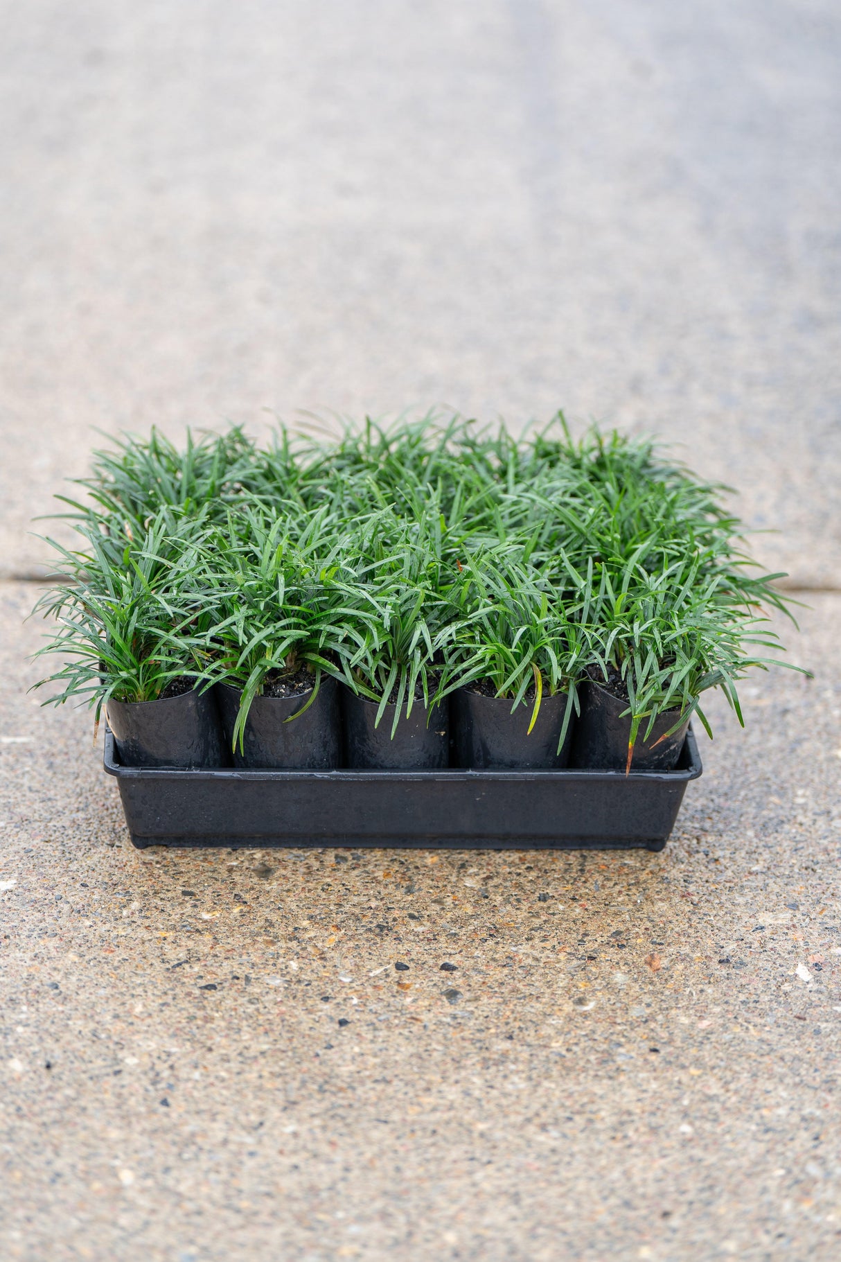 Dwarf Mondo Grass - Ophiopogon japonicus 'Nana' - Brisbane Plant Nursery