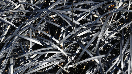 Black Mondo Grass - Ophiopogon planiscapus 'Nigrescens' - Brisbane Plant Nursery