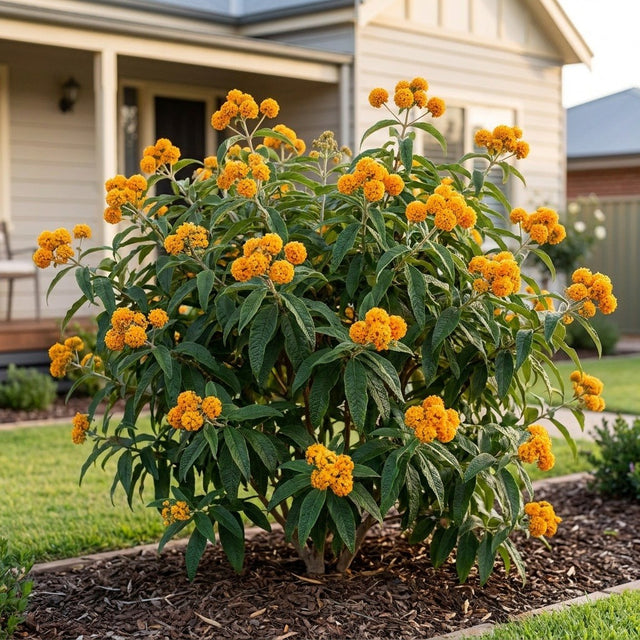 Orange Ball Tree (Buddleja globosa) growing in a mulched garden bed in front of an Australian home