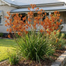 Orange Cross Kangaroo Paw