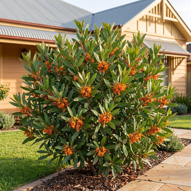 Orange Marmalade Grevillea