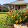 Orange Pigface
