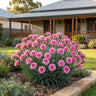 Oscar Pink & Purple Carnation