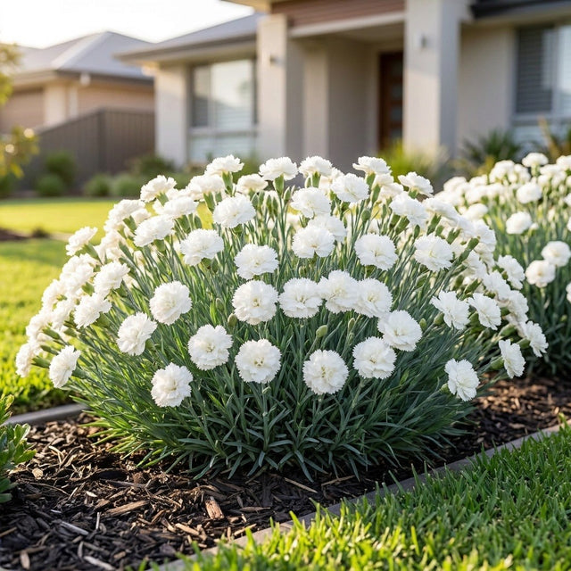 Carnation (Dianthus caryophyllus)
