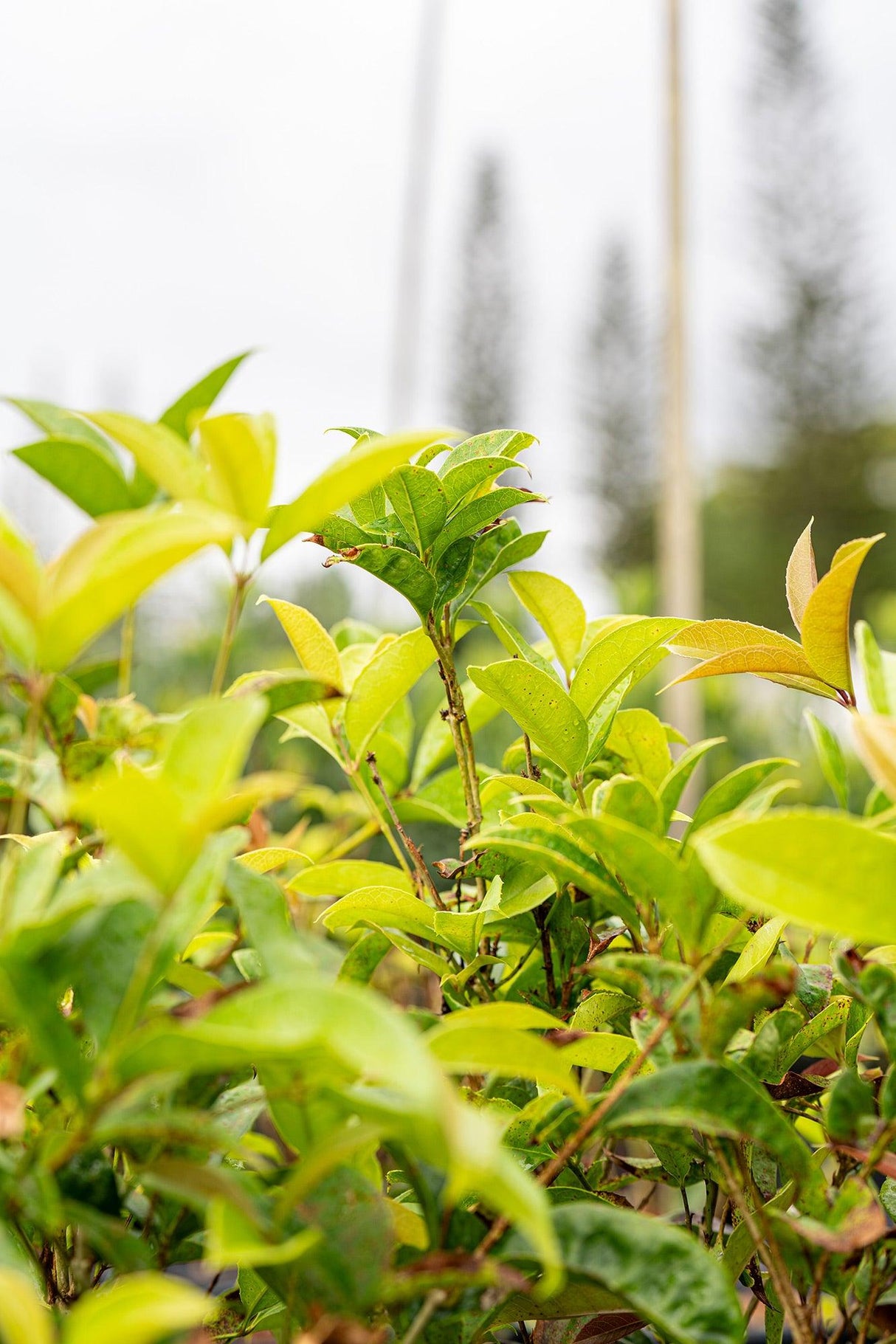 Sweet Osmanthus - Osmanthus fragrans - Brisbane Plant Nursery