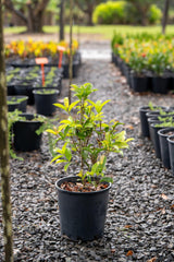 Sweet Osmanthus - Osmanthus fragrans - Brisbane Plant Nursery