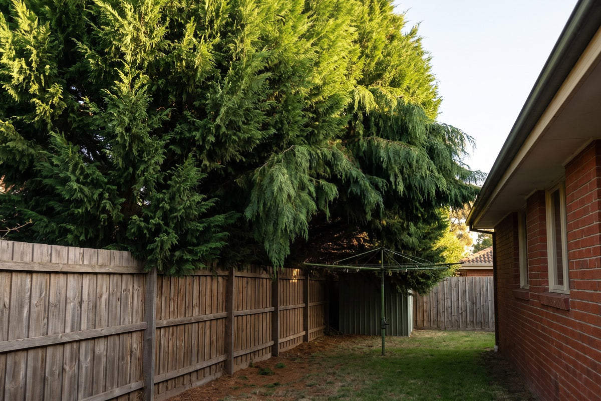 Overgrown conifer hedge towering over a single-storey house and shading a small backyard