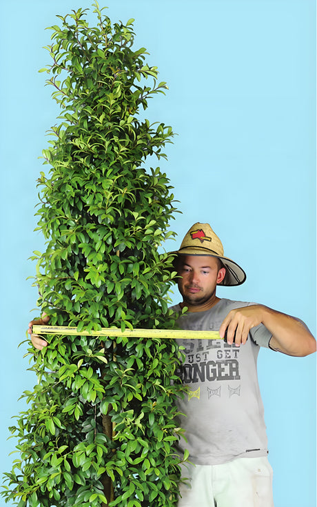 Straight and Narrow Lilly Pilly, Syzygium australe SAN01 PBR: the Ozbreed photo showing its narrow width