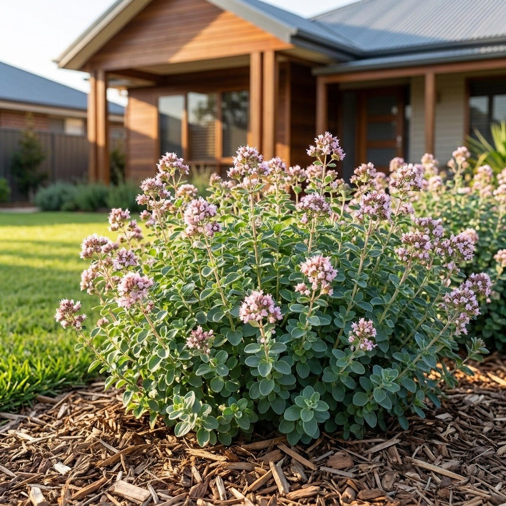 Ozsuperb Oregano (Origanum vulgare)