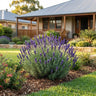 Pacific Blue English Lavender