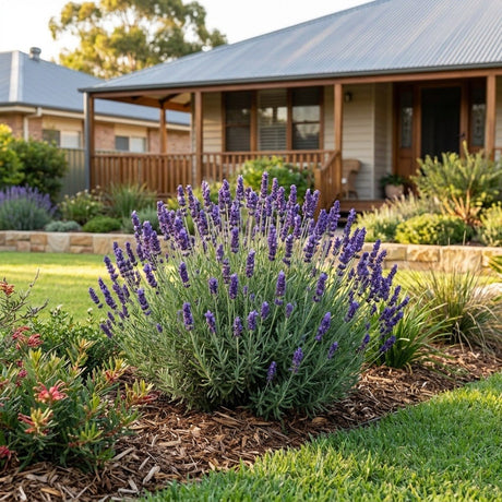 Pacific Blue English Lavender