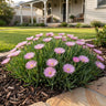 Pale Pink Pigface