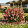 Pan Pipes Fuchsia Heath