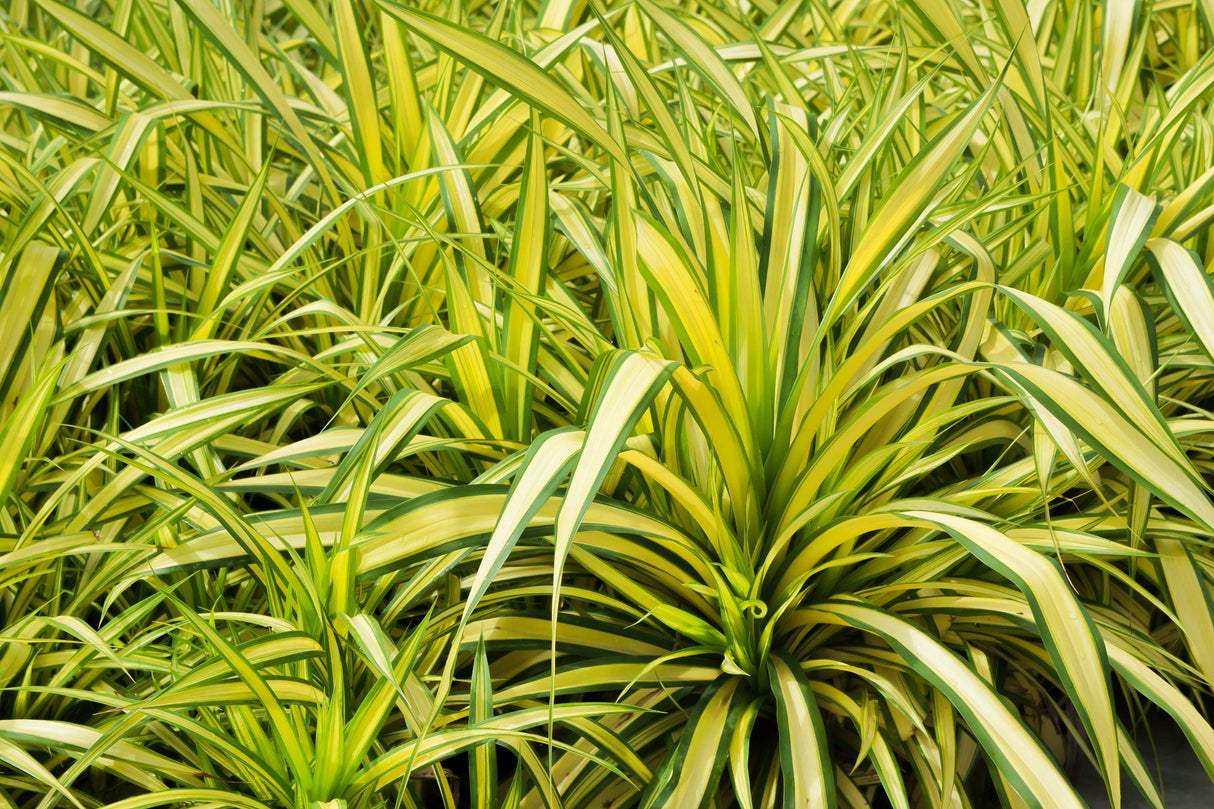 Variegated Baptist's Pandanus - Pandanus baptistii 'Variegated' - Brisbane Plant Nursery