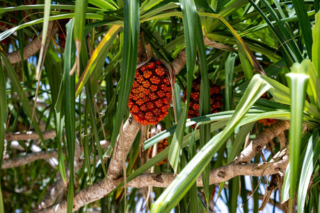 Unicorn Pandanus - Pandanus unicornutus - Brisbane Plant Nursery