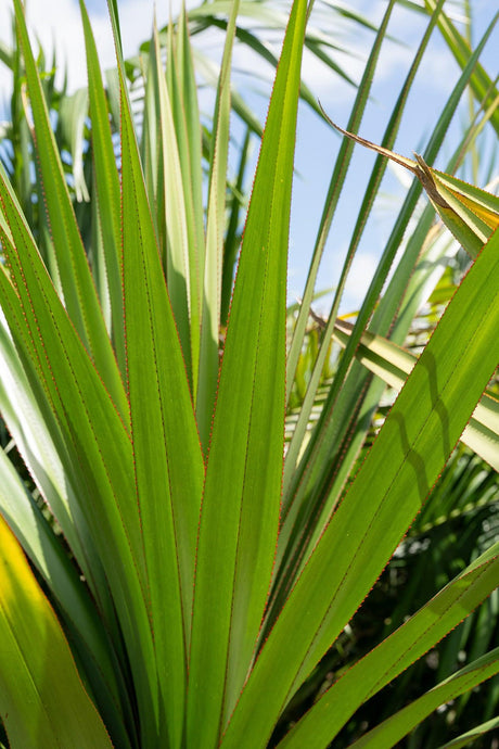 Red Edge Pandanus - Pandanus utilis 'Red Edge' - Brisbane Plant Nursery