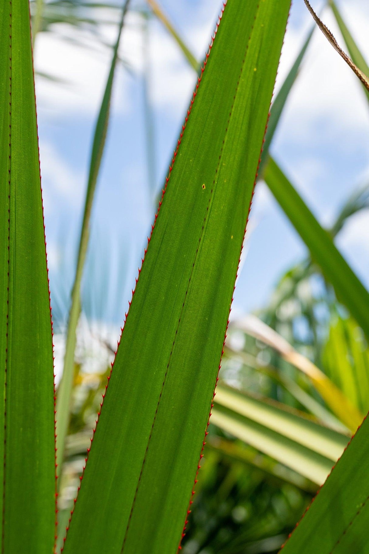 Red Edge Pandanus - Pandanus utilis 'Red Edge' - Brisbane Plant Nursery