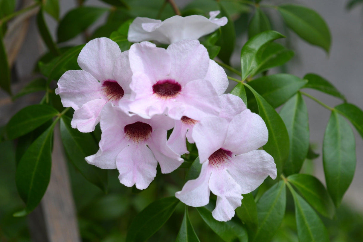 Pink Magic Bower Vine - Pandorea jasminoides 'Pink Magic' - Brisbane Plant Nursery