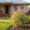 Panrock Princess Grevillea