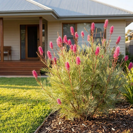 Panrock Princess Grevillea