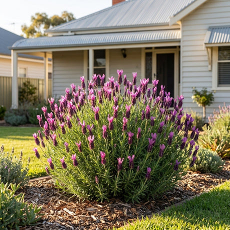 Papillon Deep Rose Italian Lavender
